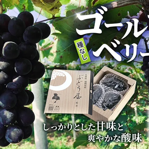 ゴールデンベリーA 約2kg 3～5房 【2025年産 予約受付】 ぶどう ブドウ 葡萄 お取り寄せ フルーツ 果物 種なし 甘い おすすめ 美味しい 選果場直送 送料無料 ギフト 贈答 兵庫県