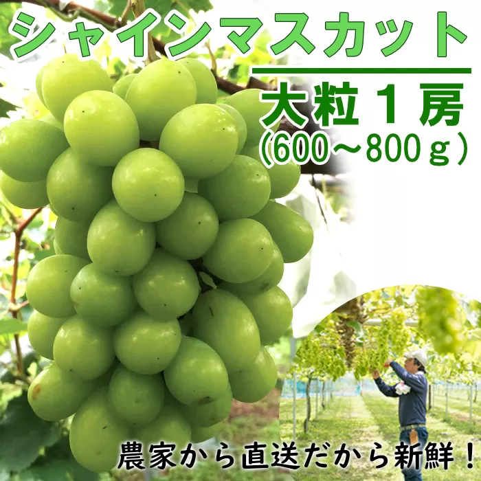 Y6　シャインマスカット　１房 ( 600 ~ 800 g)　※10月ごろより順次発送【数量限定　大粒　ギフト】