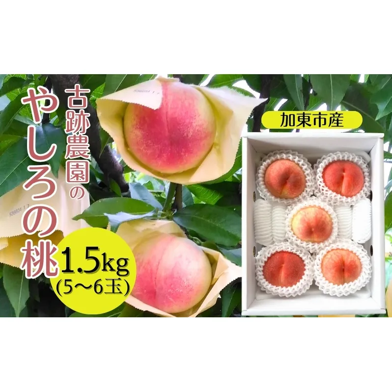 桃 加東市産 古跡農園の『 やしろの桃 』1.5kg（5～6玉）[ もも モモ 果物 フルーツ ]