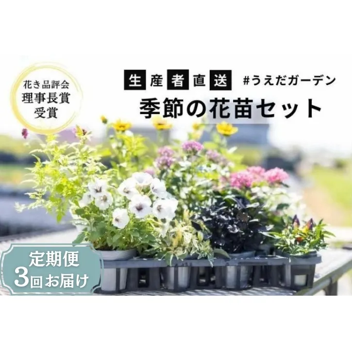 花 定期便 3ヶ月季節の花苗 セット 花き品評会理事長賞受賞 花苗 生産者直送 庭季節の花苗セット ガーデニング 花壇 苗 苗木 花の苗 花の苗物 定期 お楽しみ 3回 お届け