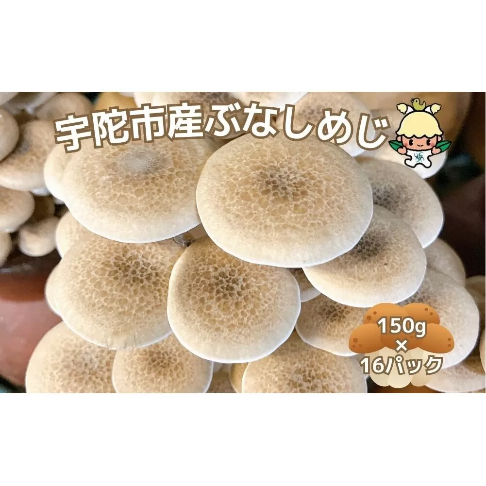 宇陀市産 ぶなしめじ 150g × 16パック / キノコ倶楽部 しめじ キノコ きのこ 菌床 鍋料理 鍋 送料無料 農家直送 ふるさと納税 詰め合わせ 奈良県 宇陀市