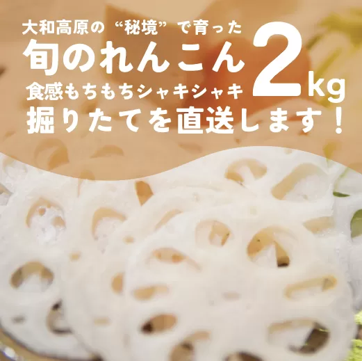 れんこん　２kg