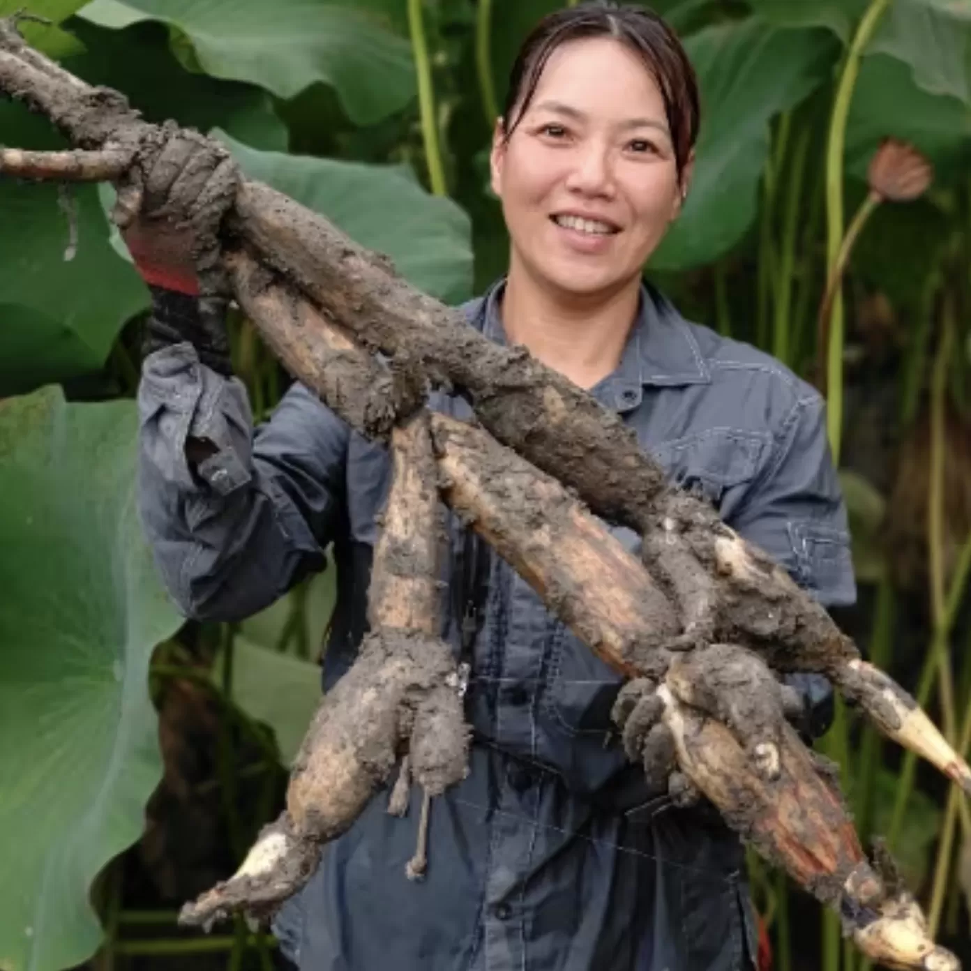 【栽培期間中農薬不使用】奈良県山添村産 掘りたて土付きレンコン詰め合わせ2kg