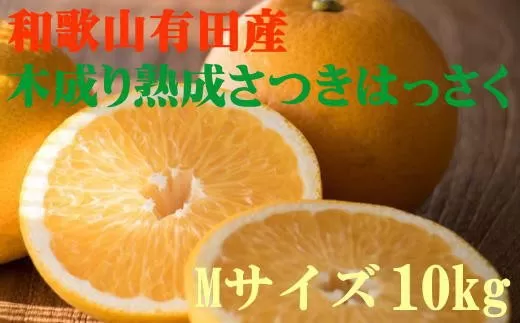 こだわりの和歌山有田産木成り熟成さつき八朔 10kg(Mサイズ) ※2024年4月上旬～下旬頃に発送予定（お届け日指定不可）