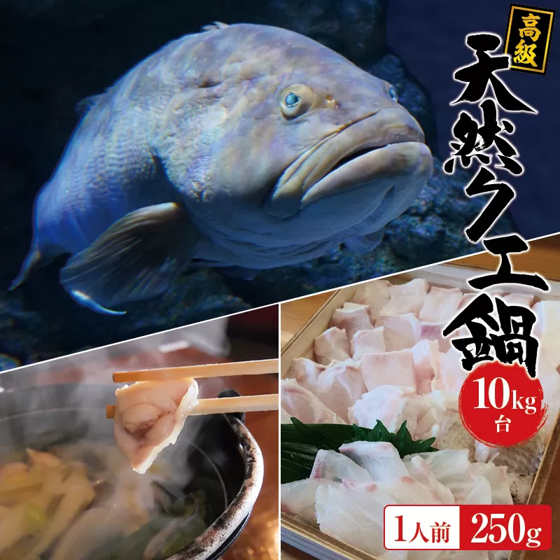 【冷凍】天然 高級クエ 10kg台  クエ鍋セット 1人前(250g) 【2023年11月下旬から2024年2月下旬までに順次発送致します。】 / 高級 海鮮 お魚 魚  くえ鍋 クエ鍋 くえ くえ天然 海産物 冷凍