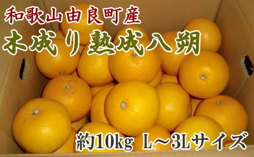 【産直】和歌山由良町産の木成り熟成八朔約10kg（L～3Lサイズをお届け）※2024年3月中旬～4月下旬頃に発送予定（お届け日指定不可）