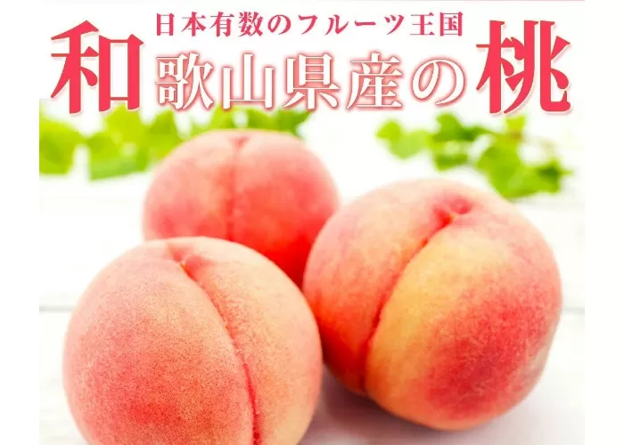 紀州和歌山産の桃　１５玉　化粧箱入 ※2025年6月下旬～2025年8月上旬頃順次発送（お届け日指定不可）【uot780A】 