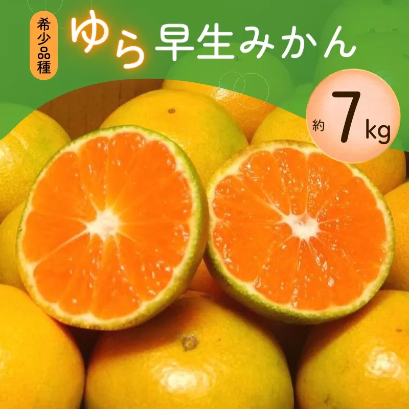 濃厚な味わい ご家庭用 ゆら早生みかん 約7kg+210g【10月上旬より発送】希少品種《有機質肥料100％》※2024年10月上旬より順次発送予定【nuk002C】