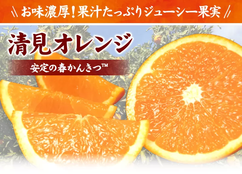 清見オレンジ約5kg/果実サイズおまかせ※2023年2月中旬〜4月下旬頃発送予定　　　紀伊国屋文左衛門本舗