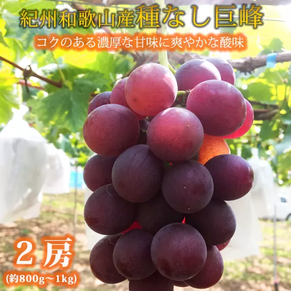 紀州和歌山産の種なし巨峰ぶどう２房（約800g-1kg）※2025年8月上旬頃-2025年9月上旬頃に順次発送予定 / ぶどう ブドウ 葡萄 種無し フルーツ 果物 くだもの【uot814】 