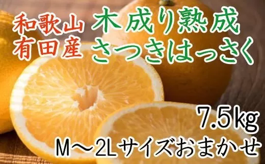 こだわりの和歌山有田産木成り熟成さつき八朔7.5Kg（M～２Lサイズおまかせ）※2024年4月上旬～下旬頃に発送予定（お届け日指定不可）