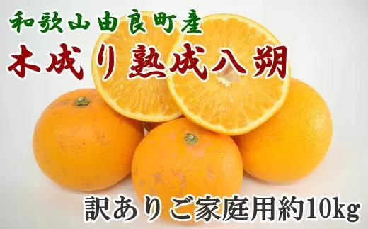 【産直】和歌山由良町産の木成り熟成八朔訳ありご家庭用約10kg（サイズ混合）※2024年3月中旬～4月下旬頃に順次発送予定（お届け日指定不可） 