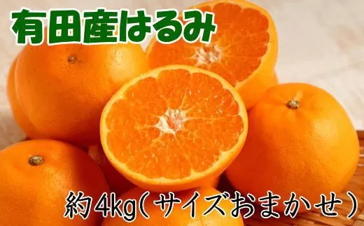 【厳選・濃厚】紀州有田産のはるみ約4kg(2L～3Lサイズおまかせ) ※2024年1月下旬頃～2月中旬頃順次発送