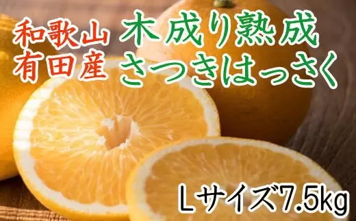 こだわりの和歌山有田産木成り熟成さつき八朔7.5Kg（Lサイズ）※2024年4月上旬～下旬頃に発送予定（お届け日指定不可）