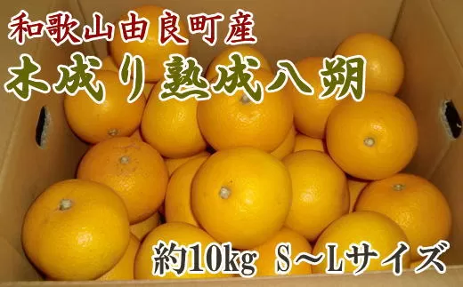 【産直】和歌山由良町産の木成り熟成八朔約10kg（S～Lサイズをお届け）※2024年3月中旬～4月下旬頃に発送予定（お届け日指定不可）