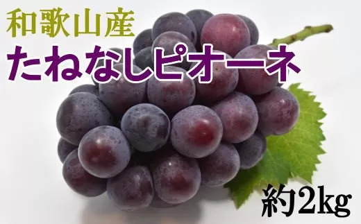 【新鮮・産直】和歌山かつらぎ町産たねなしピオーネ約2kg※2023年8月下旬～9月下旬頃順次発送