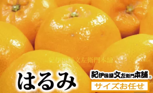 はるみ 約3kg/サイズおまかせ　※2024年1月下旬～2024年3月中旬頃に順次発送(お届け日指定不可)　紀伊国屋文左衛門本舗