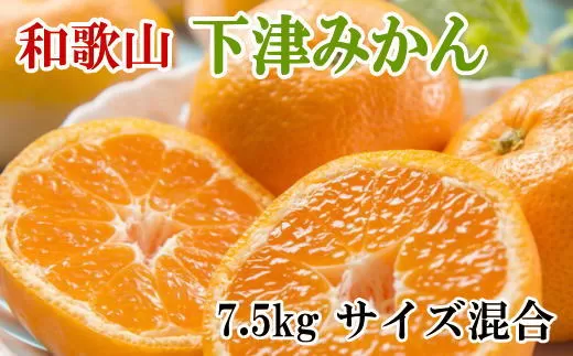 【産直・秀品】和歌山下津みかん7.5kg(サイズ混合) ※2023年11月中旬～2024年1月下旬頃順次発送