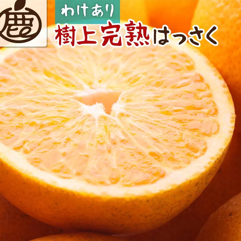 ＜4月より発送＞家庭用 樹上完熟はっさく10kg+300g（傷み補償分）【八朔】【わけあり・訳あり】【さつき・木成】【IKE36】