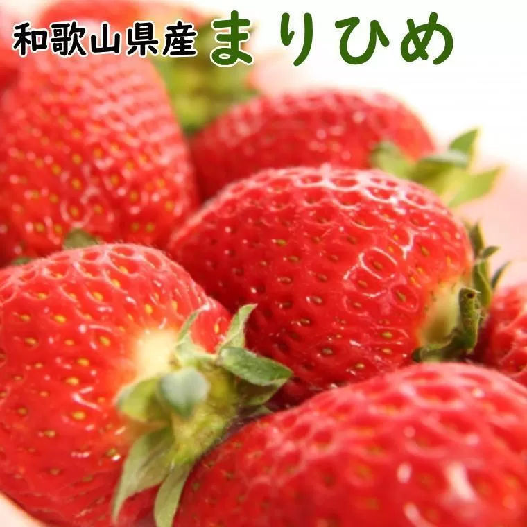 和歌山県産ブランドいちご「まりひめ」約300g×2パック入り★2025年1月中旬ごろより順次発送【TM90】