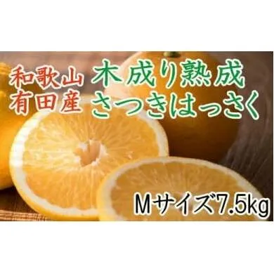 こだわりの和歌山有田産木成り熟成さつき八朔7.5Kg（Mサイズ）※2024年4月上旬～4月中旬頃に順次発送予定