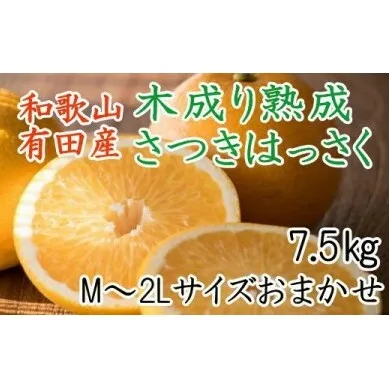 こだわりの和歌山有田産木成り熟成さつき八朔7.5Kg（M～２Lサイズおまかせ）※2024年4月上旬～4月中旬頃に順次発送予定