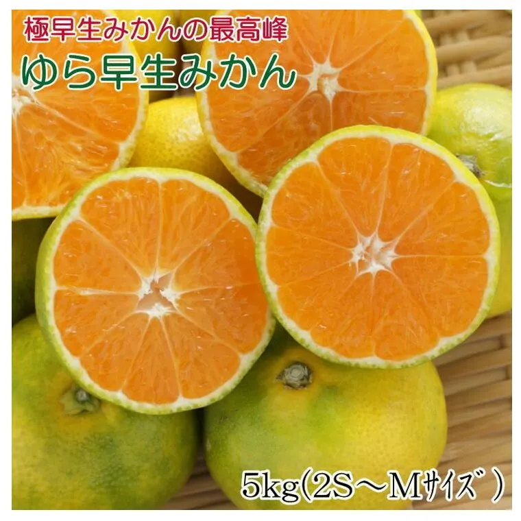 【極早生みかんの逸品】有田産ゆら早生みかん 約5kg
※2024年10月中旬～11月中旬頃に順次発送予定