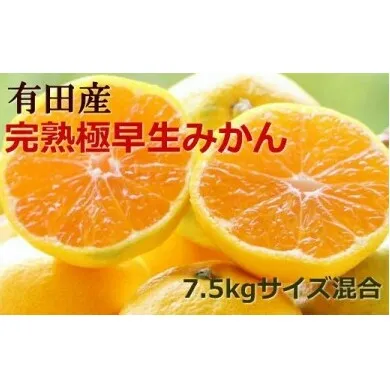 【手選別】紀州有田の完熟極早生みかん約7.5kg(サイズ混合) ※2024年10月下旬～11月上旬頃に順次発送予定
