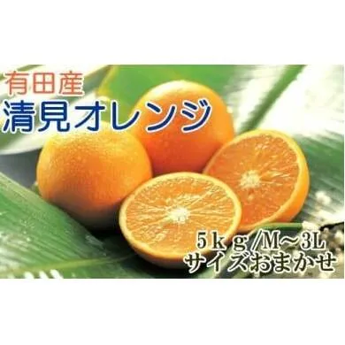 【産直】有田産清見オレンジ約5kg（秀品サイズおまかせ）◇ ※2025年2月上旬～3月下旬頃に順次発送予定