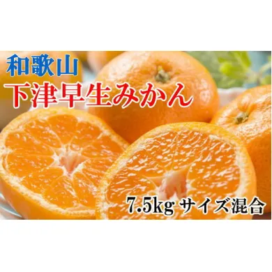 【産直】下津早生みかん7.5kg(サイズ混合) ※2021年11月中旬～2022年1月中旬頃に順次発送予定