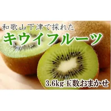 和歌山の下津で採れたキウイフルーツ約3.6kg（玉数おまかせ・秀品）
※2025年1月上旬～3月上旬頃に順次発送予定