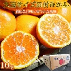 高級ブランド田村みかん　１０kg　大玉サイズ
※2024年11月下旬〜2025年1月下旬頃に順次発送予定