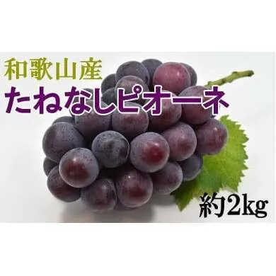 【厳選・産直】和歌山県産たねなしピオーネ約2kg◇※2024年8月中旬～9月下旬頃に順次発送予定　※北海道・沖縄・離島への配送不可