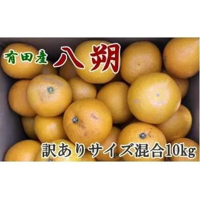 【手選果・訳あり】有田産の八朔10kg（サイズ混合） ※2025年1月下旬～2月下旬頃に順次発送予定