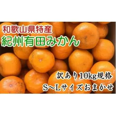 [訳あり]和歌山有田みかん約10kg（S～Lサイズいずれかお届け）
※2024年11月中旬～2025年1月中旬頃に順次発送予定