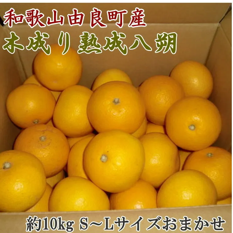 【産直】和歌山由良町産の木成り熟成八朔約10kg（S～Lサイズをお届け）　※2025年3月中旬～4月下旬頃より順次配送予定