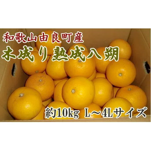 【産直】和歌山由良町産の木成り熟成八朔約10kg（L～4Lサイズをお届け）　※2025年3月中旬～4月下旬頃より順次配送予定