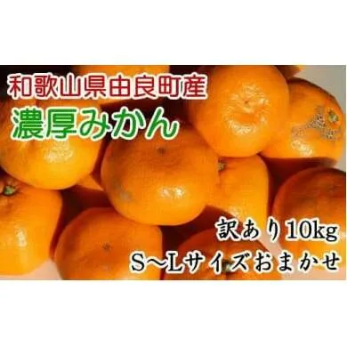 【訳あり・ご家庭用】和歌山由良町産のみかん約10kg
※2023年12月上旬～12月下旬頃に順次発送予定