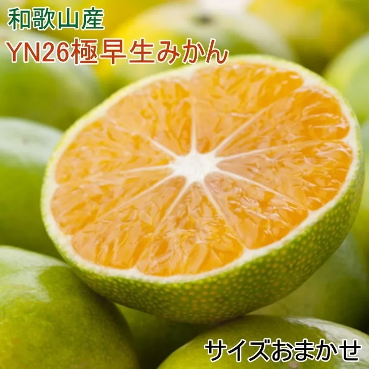 【産直】YN26極早生みかん約5kg（2S～Mサイズおまかせ）｜さわやか 新鮮 産地直送 柑橘 果物 フルーツ※2024年9月中旬～10月中旬頃に順次発送予定