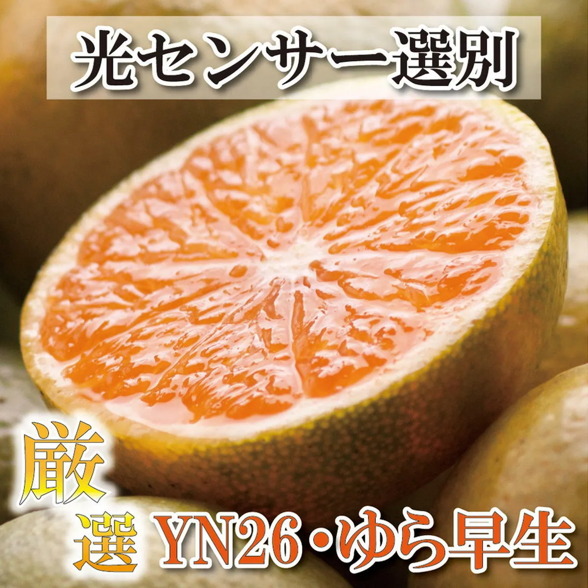 ＜9月より発送＞厳選 極早生有田みかん5kg+150g（傷み補償分）【YN26・ゆら早生】
※着日指定不可
※北海道・沖縄・離島への配送不可
※2024年9月中旬～11月中旬頃に順次発送予定