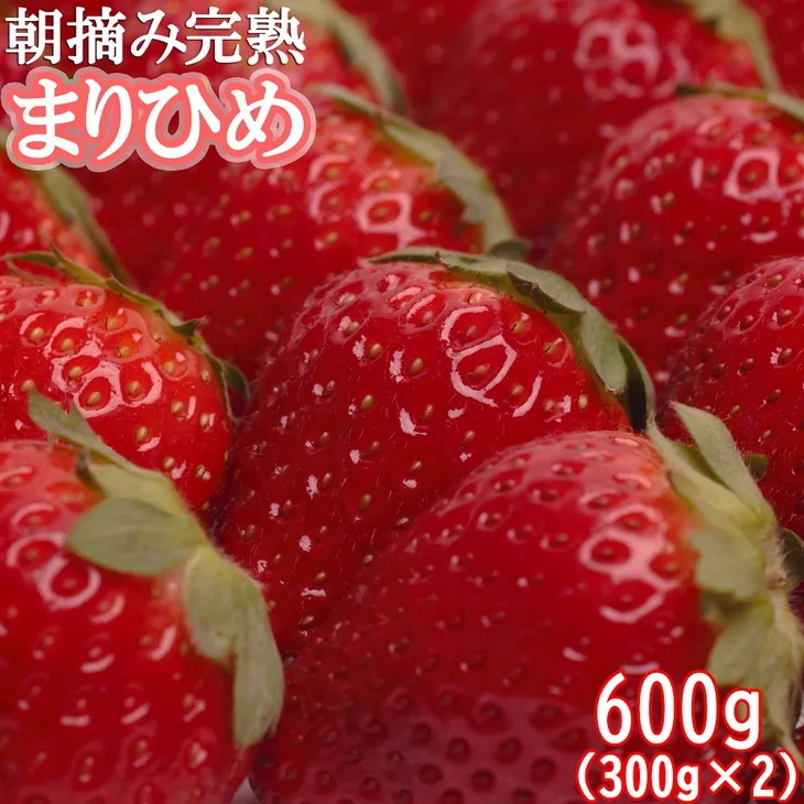 ＜１月より発送＞朝摘み完熟まりひめ約600g（300g前後×2トレイ）【和歌山ブランド苺まりひめ】
※配送不可地域あり
※2024年1月上旬～4月中旬頃に順次発送予定