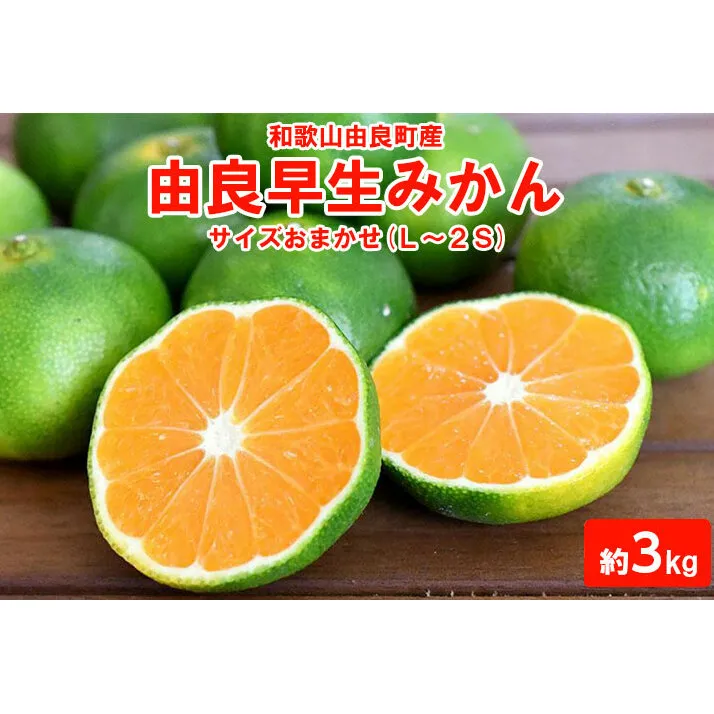 和歌山由良町産　由良早生みかん　約3kg　サイズおまかせ(L～2S)　いずれかお届け◆　※北海道・沖縄・離島への配送不可　※2024年10月上旬～11月上旬頃に順次発送予定