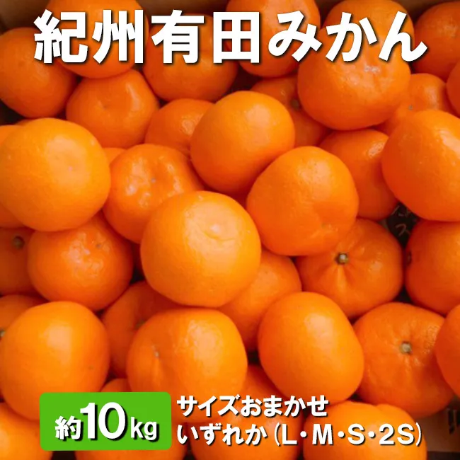 紀州有田みかん　約10kg 　サイズおまかせ　いずれか　(L・М・S・2S)
※着日指定不可
※2023年11月中旬～2024年1月中旬頃に順次発送予定