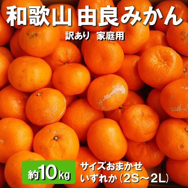 和歌山由良みかん　約10kg (2S～2L)　サイズおまかせ 　いずれか　【訳あり・家庭用】
※2023年11月中旬～2024年1月上旬頃に順次発送予定