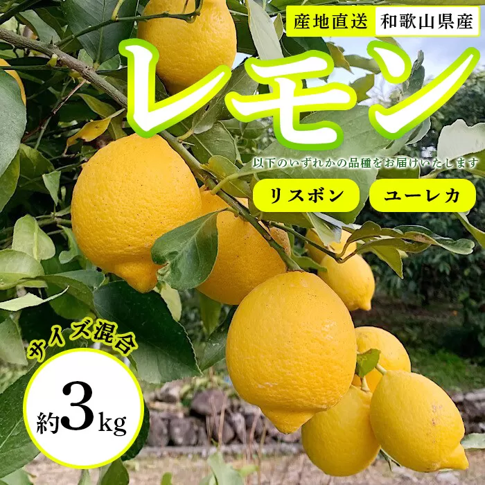 【産地直送】和歌山県産　レモン　3kg　サイズ混合
※着日指定不可
※北海道・沖縄・離島への配送不可
※2024年1月上旬～2月下旬頃に順次発送予定