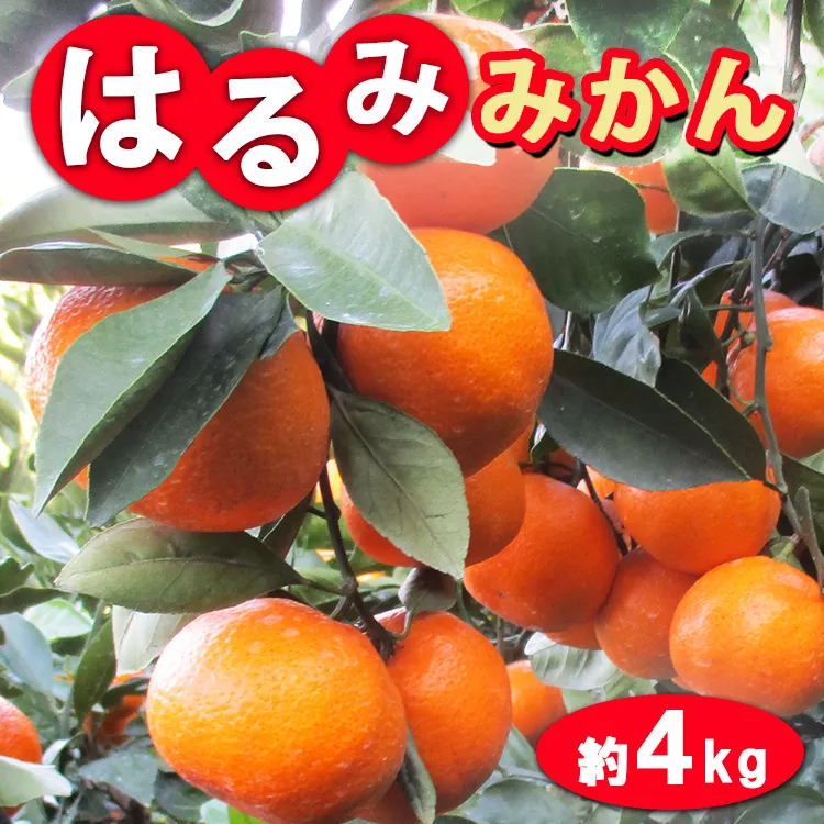 はるみみかん　和歌山県御坊産　先行予約（10～24玉）4キロ
※2024年1月下旬頃～2月下旬頃に順次発送予定
※着日指定不可