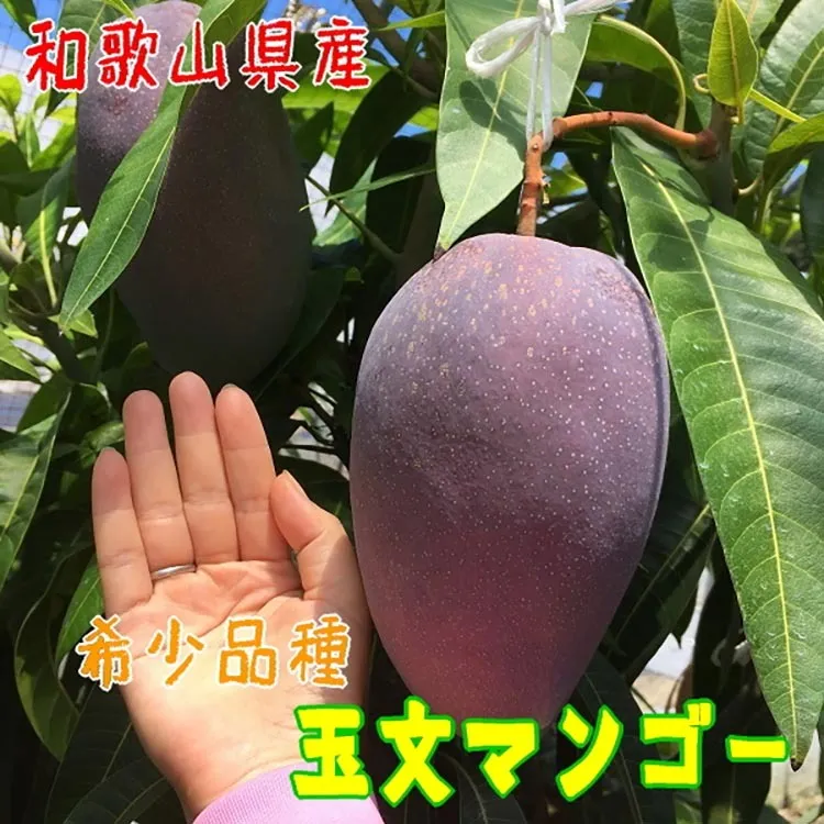 【希少マンゴー】濃厚 玉文 マンゴー 約1kg(1～2玉) ｜ 先行予約 濃厚 果物 フルーツ 甘い ※2024年9月中旬～9月下旬頃に順次発送予定