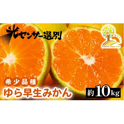 ゆら早生 みかん 濃厚な味わい 約10kg 希少品種《有機質肥料100％》極早生 ｜ 由良 ゆら 早生 わせ 柑橘 果物 くだもの フルーツ 和歌山 有田 ※2024年10月上旬～10月下旬頃に順次発送予定 ※北海道・沖縄・離島への配送不可