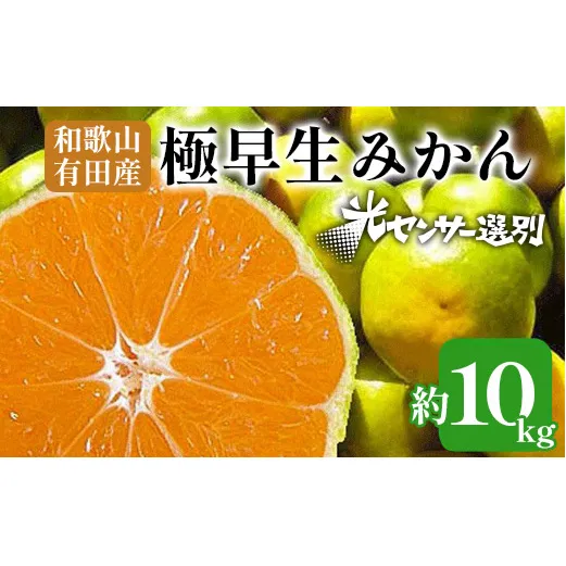 こだわりの極早生みかん 10kg 農家直送 有機質肥料100% サイズ混合 ｜ みかん 極早生 早生 柑橘 果物 くだもの 果実 フルーツ 和歌山 有田 ※北海道・沖縄・離島への配送不可 ※2024年9月下旬～10月中旬頃に順次発送予定