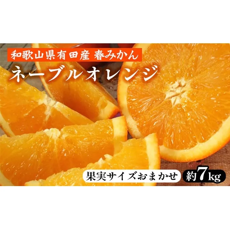 ネーブルオレンジ［約7kg］和歌山県有田産 春みかん【果実サイズおまかせ】 ｜ 和歌山県産 柑橘 フルーツ 紀伊国屋文左衛門本舗 ※2025年1月中旬～2月中旬頃に順次発送予定